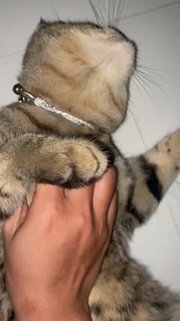 Tìm chủ mới cho bé mèo ALN Brown Tabby. Mua bán Mèo tại Thành phố Thuận An Bình Dương được đăng bởi Kiều Giang hình 1