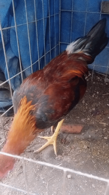 Gà tre điều tơ 3-4 tháng. Mua bán Gà tại Huyện Chợ Gạo Tiền Giang được đăng bởi Gia Bảoo hình 1