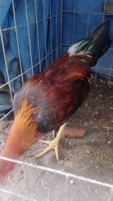 Gà tre điều tơ 3-4 tháng. Mua bán Gà tại Huyện Chợ Gạo Tiền Giang được đăng bởi Gia Bảoo hình 1