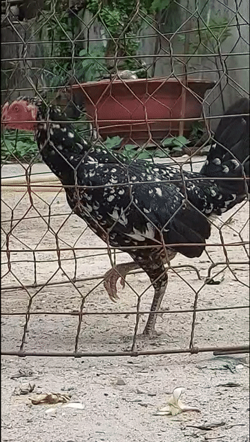 Gà Jap Cuban mái 1.1kg chân trắng ô bông. Mua bán Gà tại Thành phố Thủ Đức Tp Hồ Chí Minh được đăng bởi A Điền hình 1