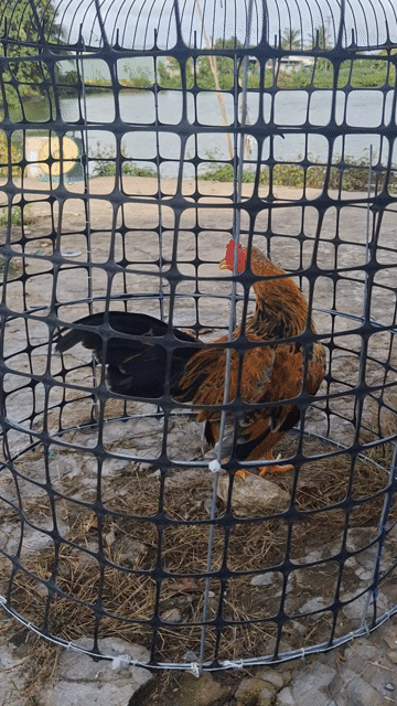 Gà kiểng trống màu Nâu vàng. Mua bán Gà tại Thành phố Long Xuyên An Giang được đăng bởi Vison Maithao hình 1
