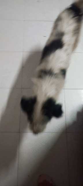 Chó Đực Đen Hơn 1 Năm. Mua bán Chó tại Quận 1 Tp Hồ Chí Minh được đăng bởi Hoàng Yến hình 1