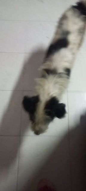 Chó Đực Đen Hơn 1 Năm. Mua bán Chó tại Quận 1 Tp Hồ Chí Minh được đăng bởi Hoàng Yến hình 1