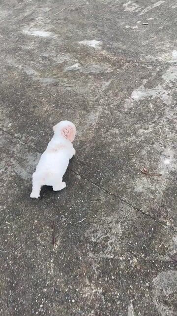 E mua bé mà chủ trọ không cho nuôi nên tìm nhà moi. Mua bán Chó tại Quận Liên Chiểu Đà Nẵng được đăng bởi Nguyễn Trang hình 1