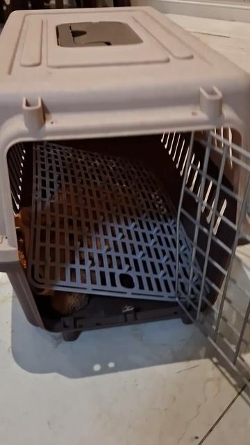 Lồng vận chuyển chó mèo Nhựa Nhỏ. Mua bán Phụ kiện, Thức ăn, Dịch vụ tại Quận 12 Tp Hồ Chí Minh được đăng bởi Nguyễn Thị Thảo hình 1