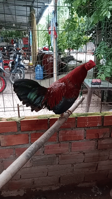 Gà chọi Cuban lai 1.3kg Đỏ đen. Mua bán Gà tại Huyện Long Hồ Vĩnh Long được đăng bởi Nguyen Trong Hieu hình 1