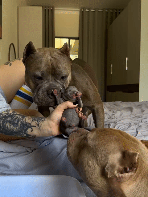Bán chó American Bully tại Đà Nẵng.. Mua bán Chó tại Quận Sơn Trà Đà Nẵng được đăng bởi Karina hình 1