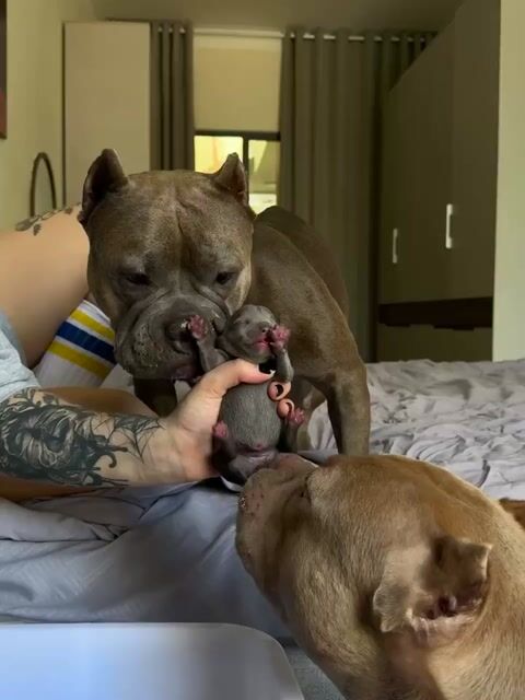 Bán chó American Bully tại Đà Nẵng.. Mua bán Chó tại Quận Sơn Trà Đà Nẵng được đăng bởi Karina hình 1