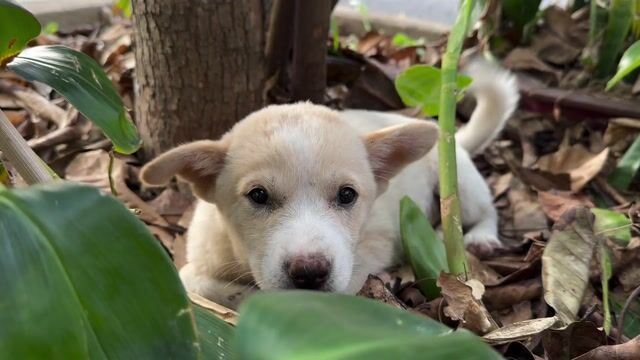 Cún Nhật lai Trắng. Mua bán Chó tại Thành phố Tuy Hòa Phú Yên được đăng bởi Dũng Đoàn hình 1