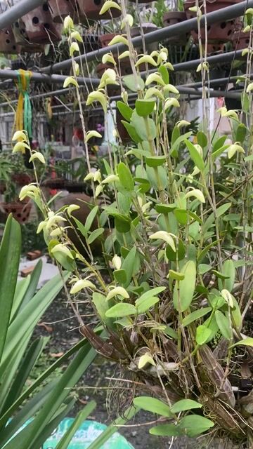Hoa lan Trắng nhỏ thơm. Mua bán Cây cảnh, đồ trang trí tại Huyện Bình Chánh Tp Hồ Chí Minh được đăng bởi Quốc Minh  hình 1