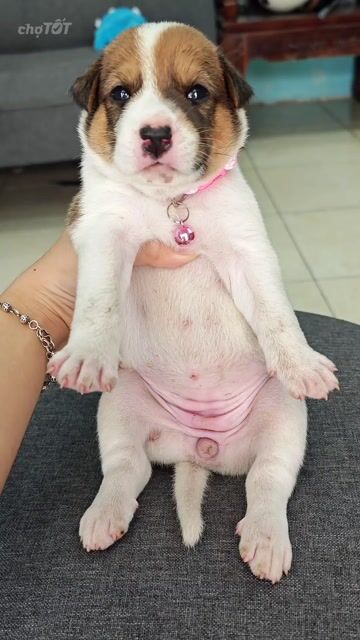 Gái Nhật lai trắng vàng đốm chào sen hen!. Mua bán Chó tại Huyện Hóc Môn Tp Hồ Chí Minh được đăng bởi Ánh Dương Pet hình 1