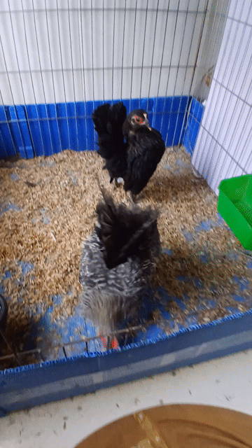 Cặp gà Serama cú đen đẹp 3lang. Mua bán Gà tại Quận Bình Tân Tp Hồ Chí Minh được đăng bởi  Gà lấu hình 1