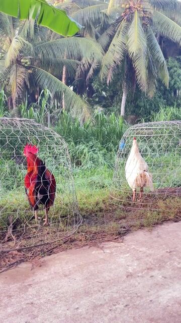 Gà chọi đực 3.1kg. Mua bán Gà tại Huyện Càng Long Trà Vinh được đăng bởi Nguyễn an hình 1