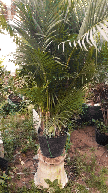 Cây cảnh cao 1m6. Mua bán Cây cảnh, đồ trang trí tại Huyện Nhà Bè Tp Hồ Chí Minh được đăng bởi Minh Nghiêm hình 1