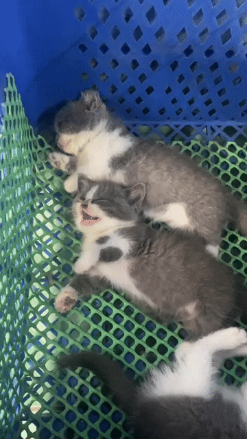 Mèo ALN chân lùn Bicolor. Mua bán Mèo tại Huyện Nhà Bè Tp Hồ Chí Minh được đăng bởi bùi Đức phát  hình 1