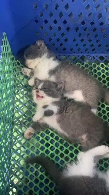 Mèo ALN chân lùn Bicolor. Mua bán Mèo tại Huyện Nhà Bè Tp Hồ Chí Minh được đăng bởi bùi Đức phát  hình 1