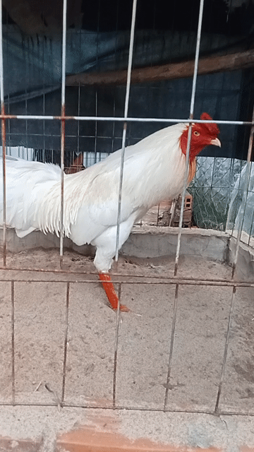 Gà Thái Mỹ 4kg Trắng Khỏe mạnh. Mua bán Gà tại Thị xã Vĩnh Châu Sóc Trăng được đăng bởi FARM Thiện Sóc Trăng  hình 1