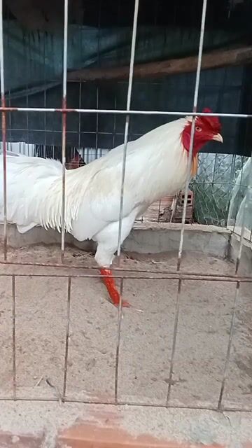 Gà Thái Mỹ 4kg Trắng Khỏe mạnh. Mua bán Gà tại Thị xã Vĩnh Châu Sóc Trăng được đăng bởi FARM Thiện Sóc Trăng  hình 1