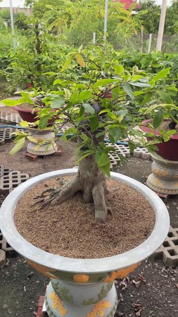 Mai vàng Siêu bông bình lợi. Mua bán Cây cảnh, đồ trang trí tại Huyện Cần Giuộc Long An được đăng bởi Thanh Sơn hình 1