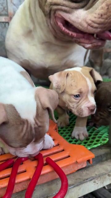 Chó Bully siêu ú nu. Mua bán Chó tại Huyện Xuyên Mộc Bà Rịa - Vũng Tàu được đăng bởi duong quoc bang hình 1