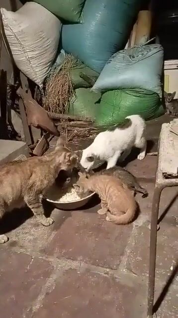 cần bán 3 mèo con và 1 mèo tháu như hình. Mua bán Mèo tại Huyện Tiên Du Bắc Ninh được đăng bởi Thu Uyên hình 1
