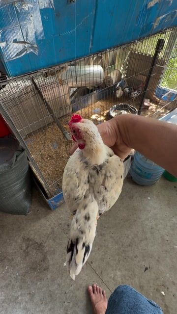 trống tre bắc cộc. Mua bán Gà tại Huyện Càng Long Trà Vinh được đăng bởi Lê Hoàng Tuấn Khanh hình 1
