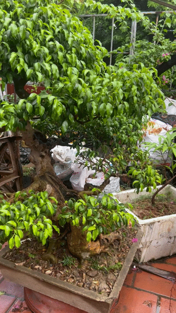 Cây cảnh Xanh Nam Điền Già cốt chậu. Mua bán Cây cảnh, đồ trang trí tại Huyện Đông Anh Hà Nội được đăng bởi Giang hình 1