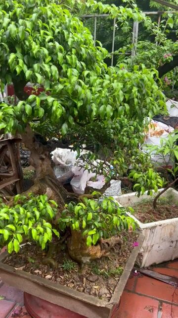 Cây cảnh Xanh Nam Điền Già cốt chậu. Mua bán Cây cảnh, đồ trang trí tại Huyện Đông Anh Hà Nội được đăng bởi Giang hình 1