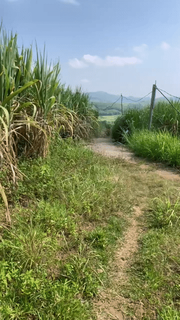 Mua bán Đất Huyện Tuy An Phú Yên diện tích 9800 m² giá 750 triệu