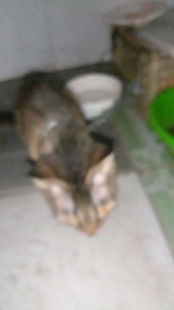 Mèo mướp 8 tháng. Mua bán Mèo tại Quận Tân Phú Tp Hồ Chí Minh được đăng bởi Hello hình 1