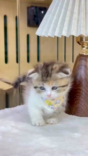 Mèo munchkin tabby tam thể cái chân lùn tai cụp. Mua bán Mèo tại Thành phố Thủ Đức Tp Hồ Chí Minh được đăng bởi Âu Minh Huy hình 1