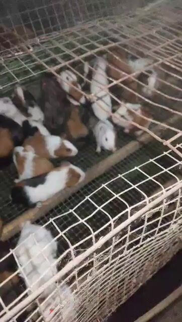 Chuột lang nhiều màu. Mua bán Thú cưng khác tại Huyện Châu Đức Bà Rịa - Vũng Tàu được đăng bởi a ngôn hình 1