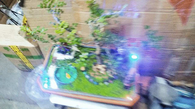 Tiểu cảnh bonsai cây thật nhiều màu. Mua bán Cây cảnh, đồ trang trí tại Thành phố Thủ Đức Tp Hồ Chí Minh được đăng bởi Bảng vu hình 1