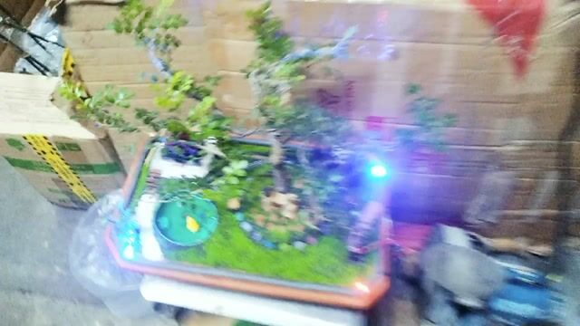 Tiểu cảnh bonsai cây thật nhiều màu. Mua bán Cây cảnh, đồ trang trí tại Thành phố Thủ Đức Tp Hồ Chí Minh được đăng bởi Bảng vu hình 1