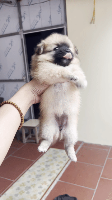 Chó Phốc Sóc nhiều màu cả hai. Mua bán Chó tại Thành phố Bắc Ninh Bắc Ninh được đăng bởi NGUYỄN VĂN CHINH hình 1