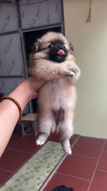 Chó Phốc Sóc nhiều màu cả hai. Mua bán Chó tại Thành phố Bắc Ninh Bắc Ninh được đăng bởi NGUYỄN VĂN CHINH hình 1