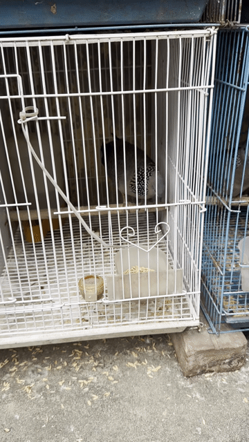 Chim cu gáy trống tơ. Mua bán Chim tại Huyện Thanh Trì Hà Nội được đăng bởi Ngọc anh hình 1
