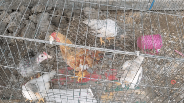 Gà tre bắc 5 con khỏe mạnh. Mua bán Gà tại Huyện Tân Hiệp Kiên Giang được đăng bởi Ha DANG hình 1