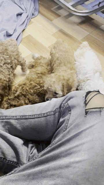 Chó Poodle Nâu đỏ. Mua bán Chó tại Thị xã Bến Cát Bình Dương được đăng bởi anh duy hình 1