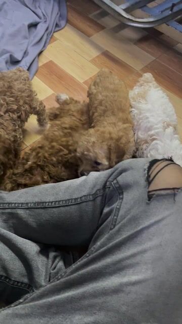 Chó Poodle Nâu đỏ. Mua bán Chó tại Thị xã Bến Cát Bình Dương được đăng bởi anh duy hình 1
