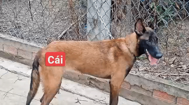 Chó Malinois cái 6 tháng nâu đen. Mua bán Chó tại Huyện Bình Chánh Tp Hồ Chí Minh được đăng bởi Nhân Rottweiler  hình 1
