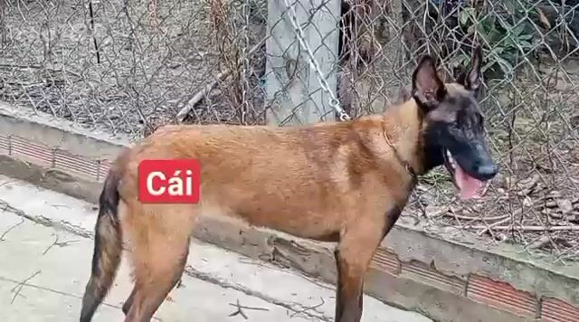 Chó Malinois cái 6 tháng nâu đen. Mua bán Chó tại Huyện Bình Chánh Tp Hồ Chí Minh được đăng bởi Nhân Rottweiler  hình 1