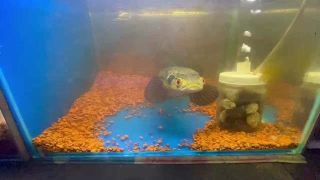 Lóc suratthanni. Mua bán Thú cưng khác tại Huyện Châu Thành Tiền Giang được đăng bởi Avt Nam hình 1