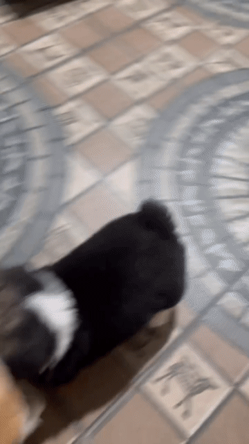 Chó Corgi con nhiều màu. Mua bán Chó tại Quận Hà Đông Hà Nội được đăng bởi cu bin hình 1