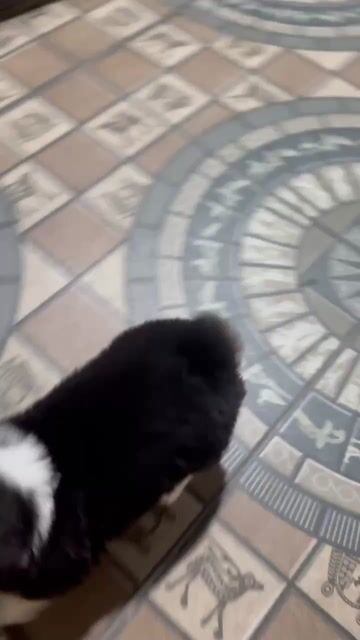 Chó Corgi con nhiều màu. Mua bán Chó tại Quận Hà Đông Hà Nội được đăng bởi cu bin hình 1