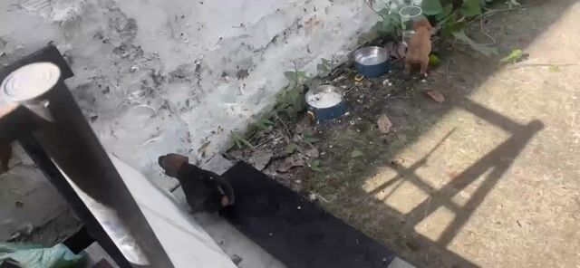 Chó Cỏ lai Phú Quốc Đực Cái Nâu. Mua bán Chó tại Quận Bình Thạnh Tp Hồ Chí Minh được đăng bởi Huynh thi ngoc bich hình 1