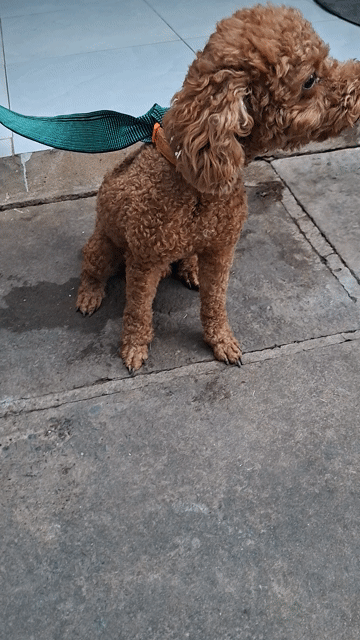 Chó Poodle đực Nâu. Mua bán Chó tại Huyện Nhà Bè Tp Hồ Chí Minh được đăng bởi Thanh hieu hình 1