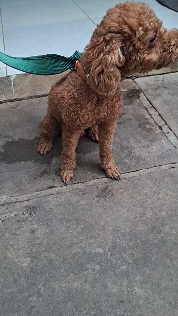 Chó Poodle đực Nâu. Mua bán Chó tại Huyện Nhà Bè Tp Hồ Chí Minh được đăng bởi Thanh hieu hình 1