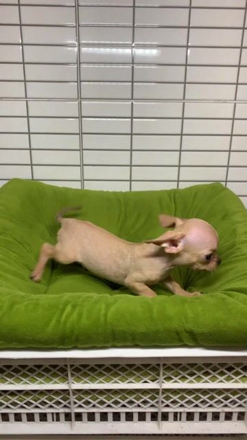 Chihuahua teacup em gái. Mua bán Chó tại Quận 8 Tp Hồ Chí Minh được đăng bởi Nguyễn Mạnh  hình 1