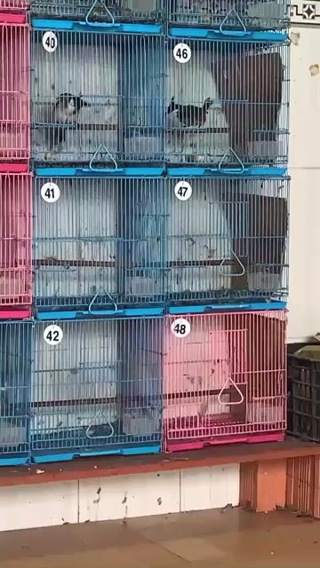 Chim chào mào bổi đực. Mua bán Chim tại Thành phố Thuận An Bình Dương được đăng bởi Vinh Nhóc hình 1